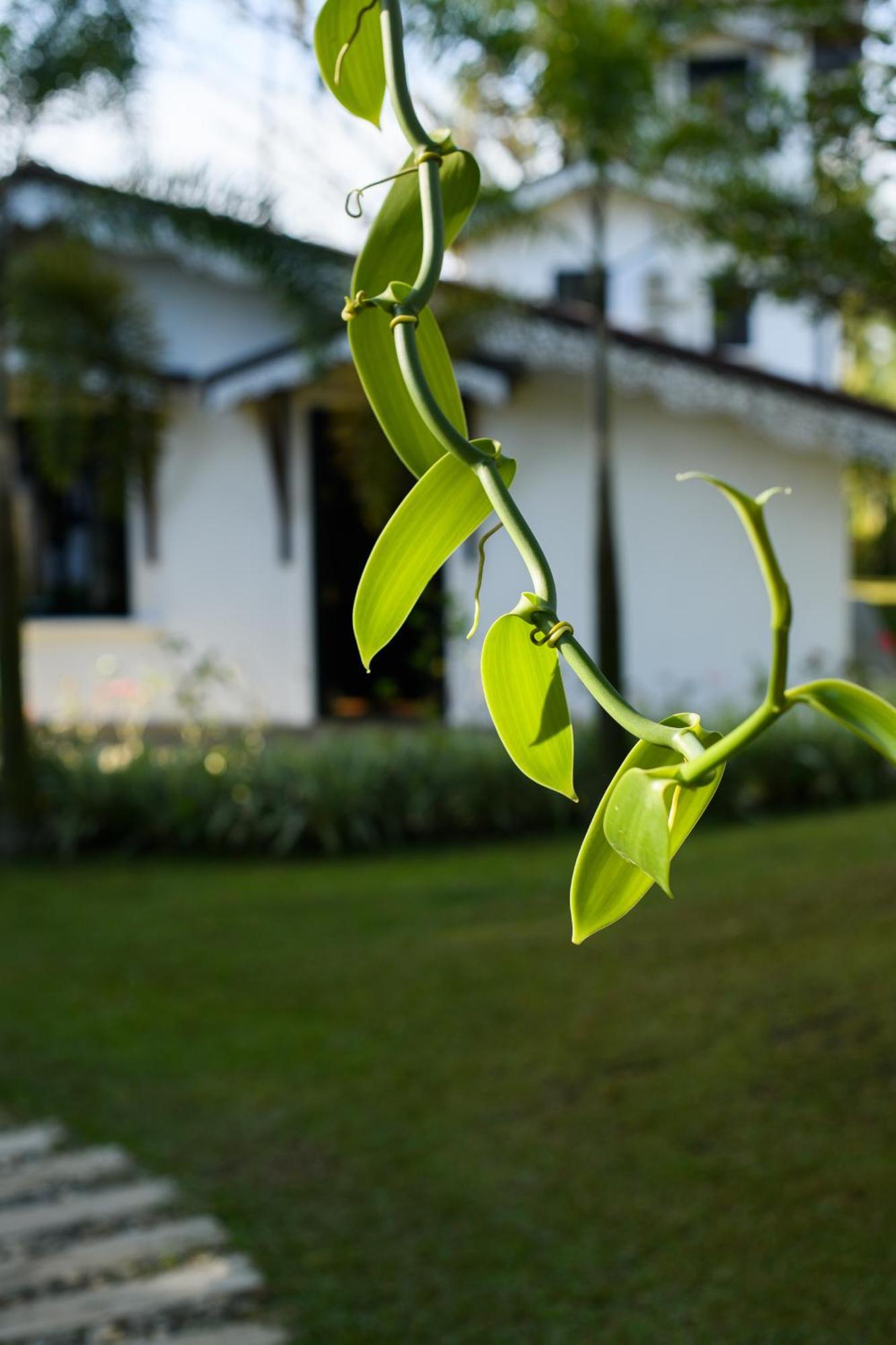 Roots Retreat Hotel Unawatuna Bagian luar foto