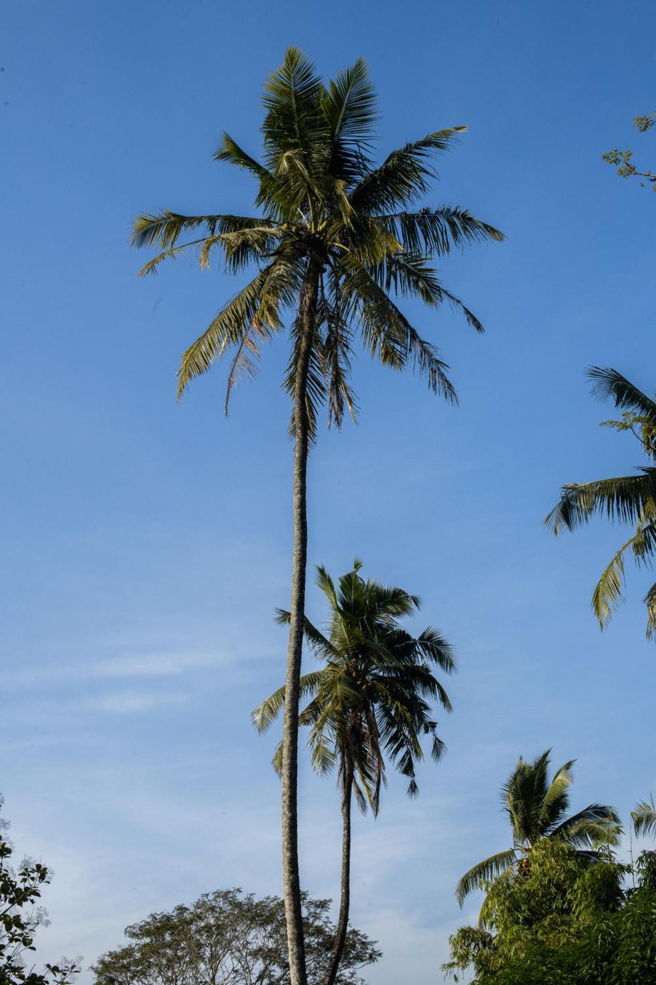 Roots Retreat Hotel Unawatuna Bagian luar foto